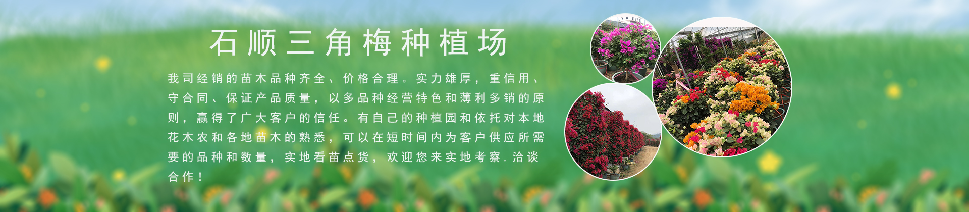 龙海市九湖石顺三角梅种植场