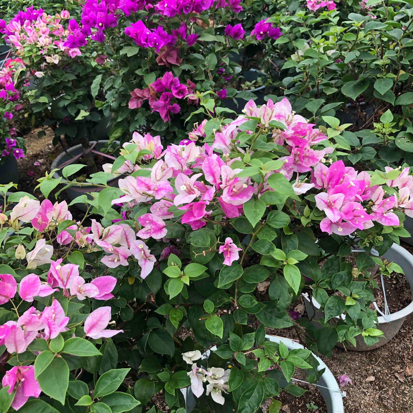 漳州彩色三角梅盆栽