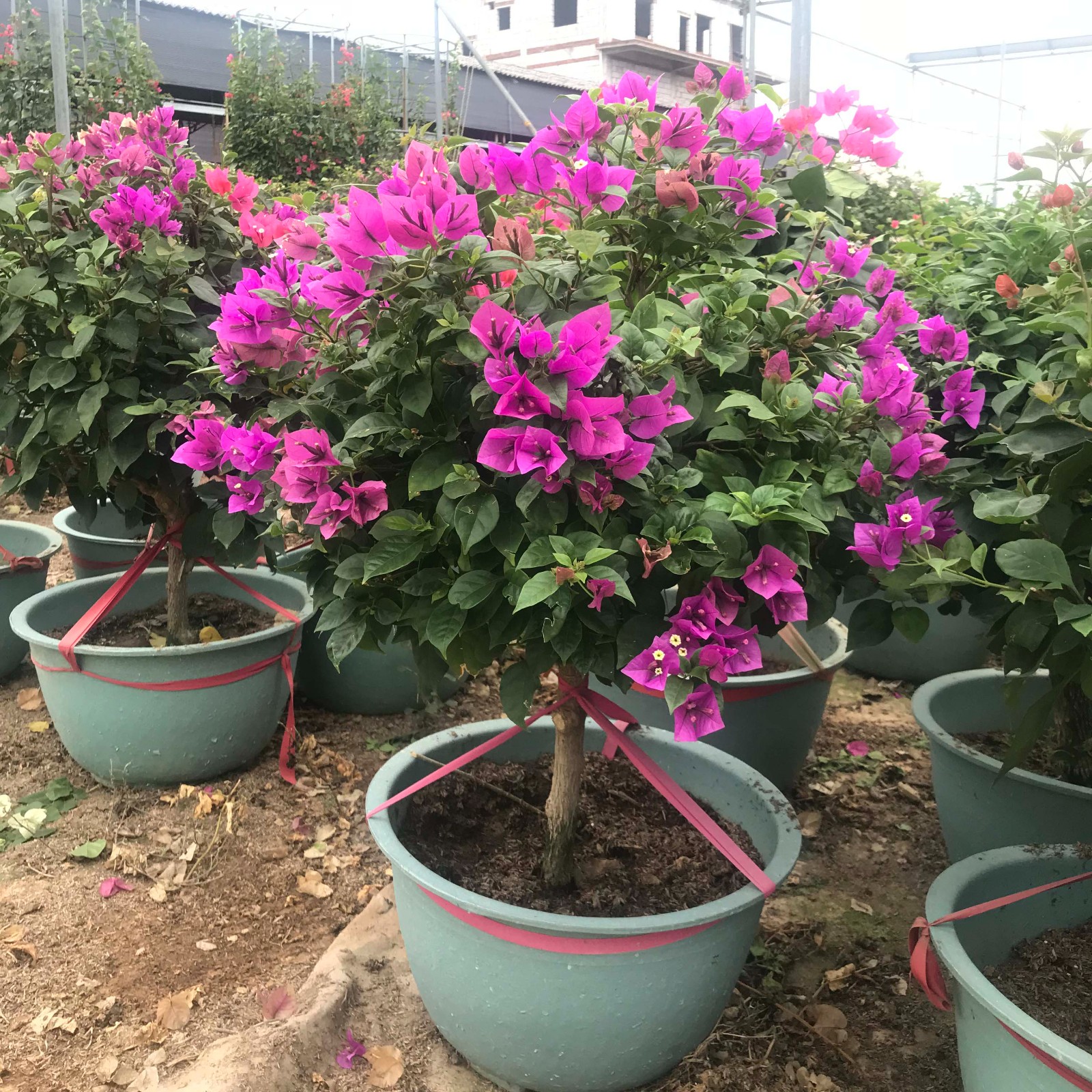 漳州紫色三角梅