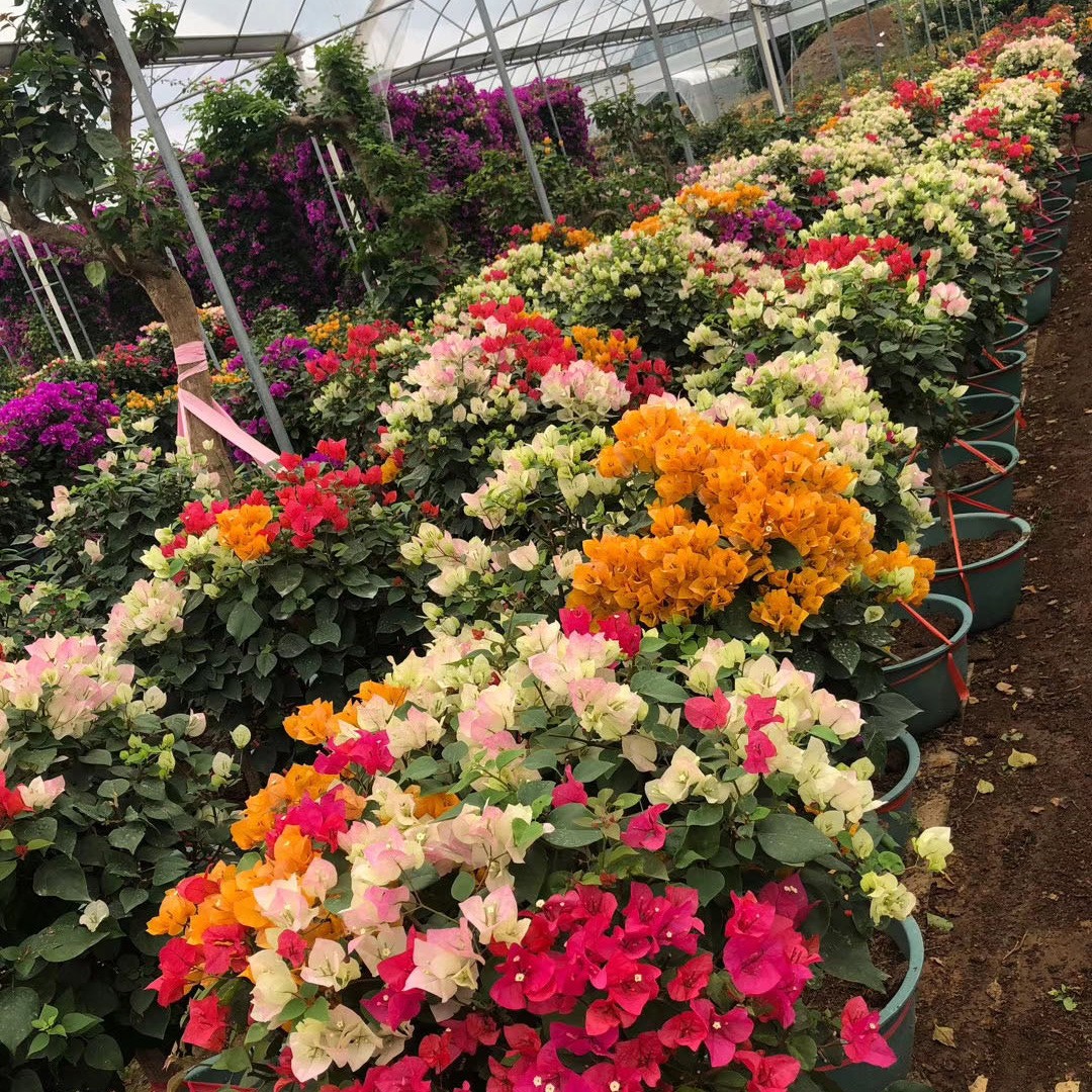 漳州彩色三角梅