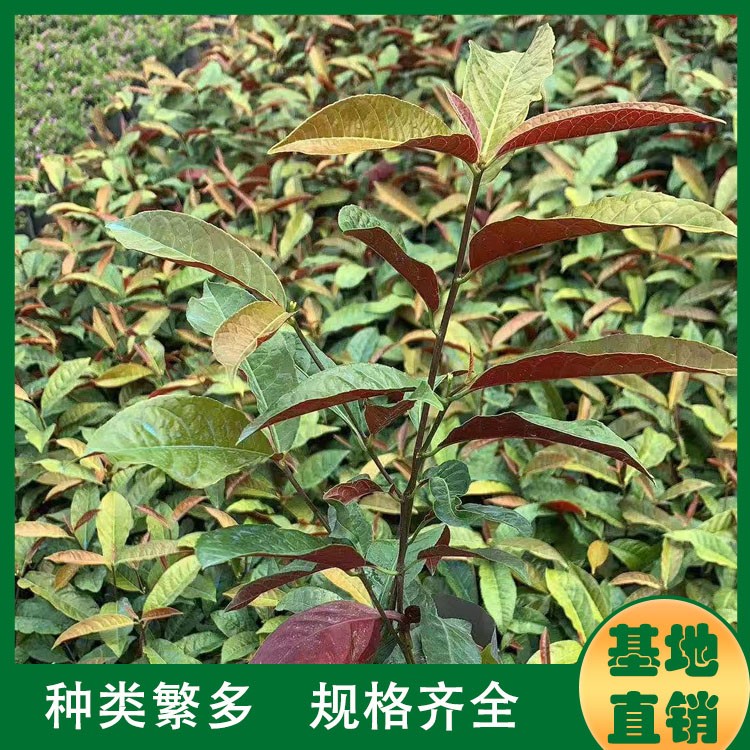 漳州红背桂小苗