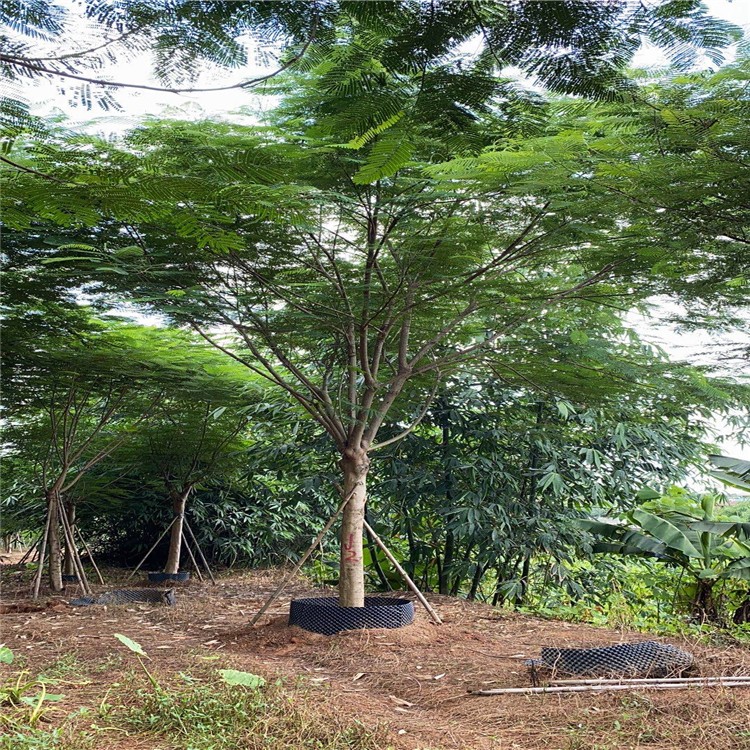 漳州全冠凤凰木