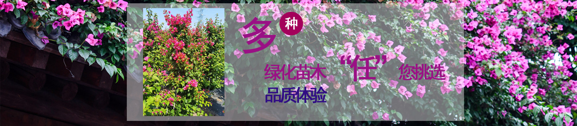 龙海市九湖夏天园艺场