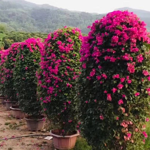 漳州红色三角梅柱子