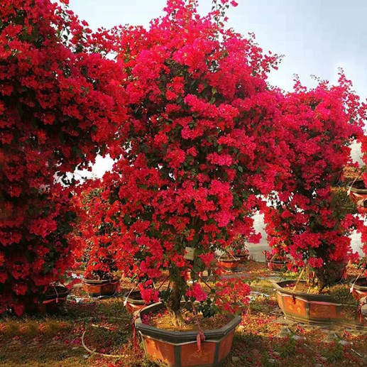 漳州红色三角梅