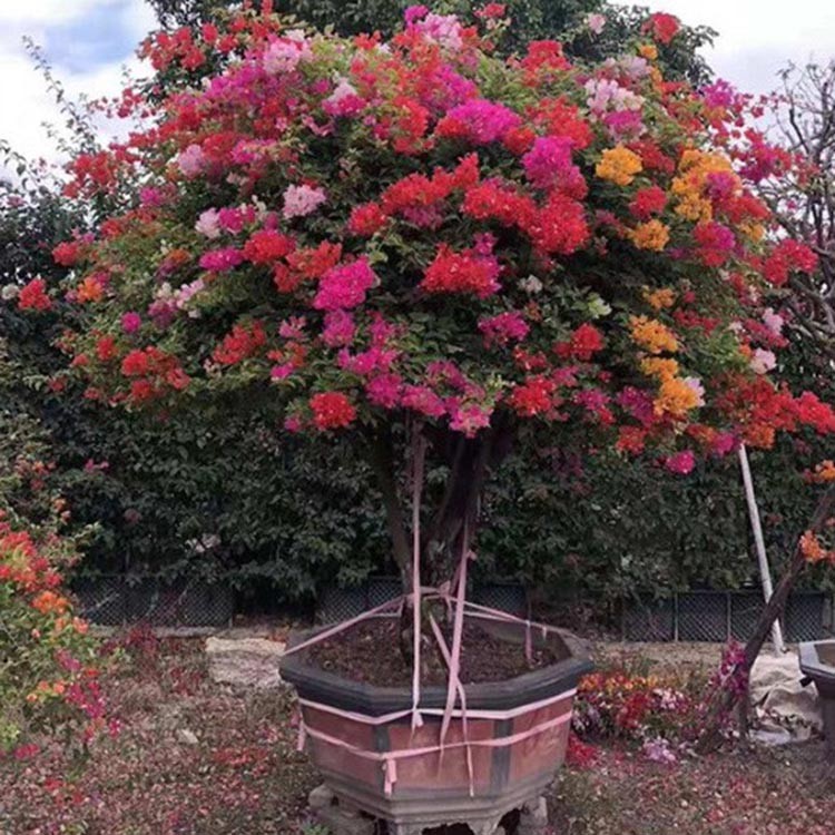 漳州多色三角梅