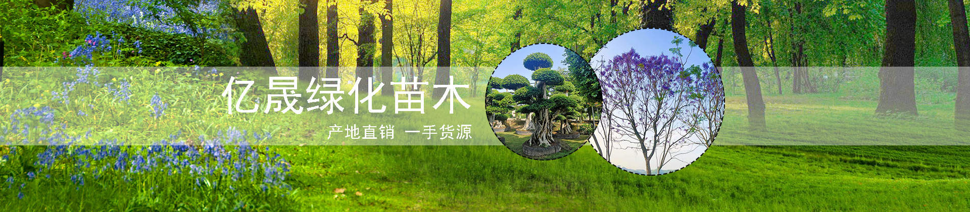 漳浦亿晟绿化苗木有限公司