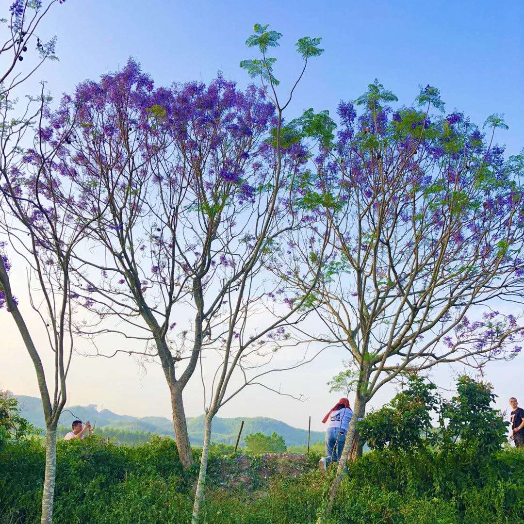 漳州落叶乔木蓝花楹