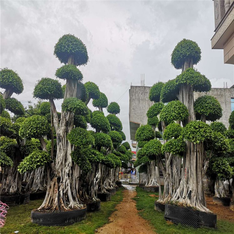 漳州小叶榕造型