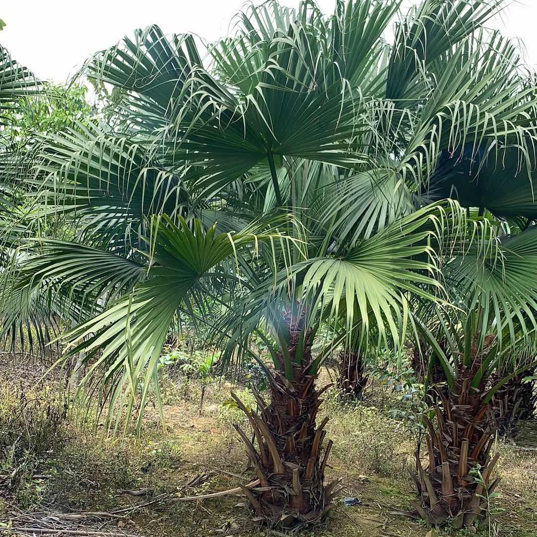 漳州逸辰蒲葵盆栽