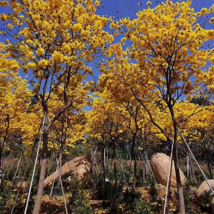 漳州黄花风铃木地苗