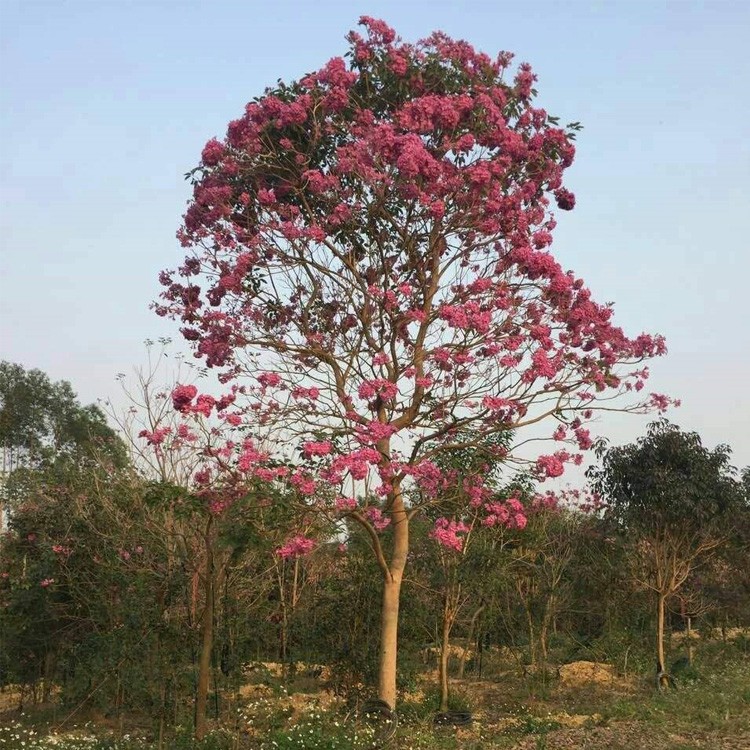 漳州紫花风铃木