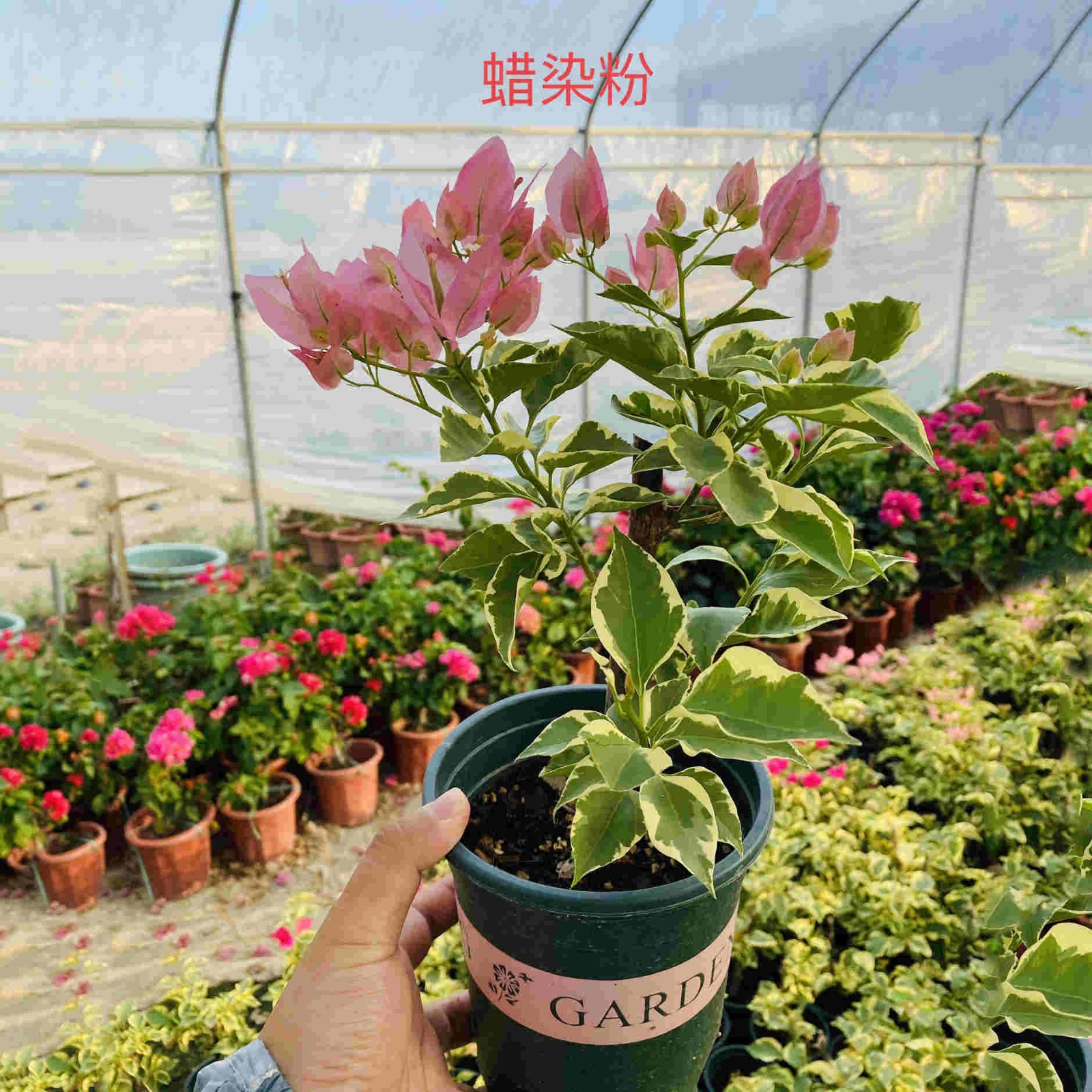 漳州加仑盆三角梅