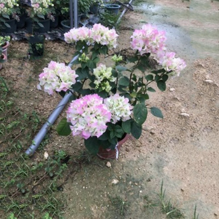 漳州樱花三角梅