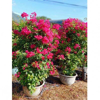 漳州红花三角梅