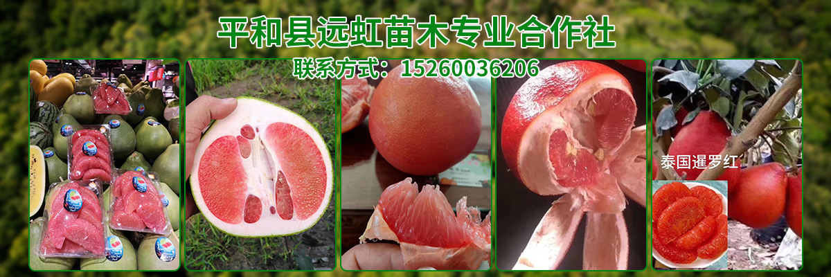 平和县远虹苗木专业合作社