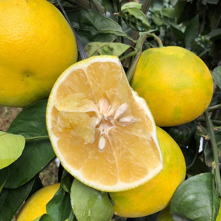 漳州台湾青柚苗