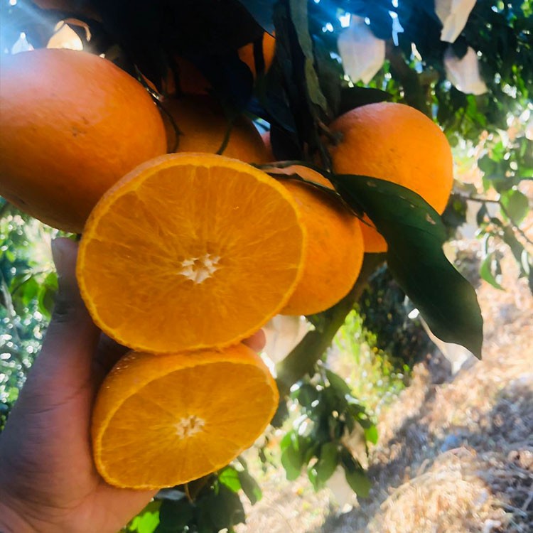 漳州无核沃柑苗