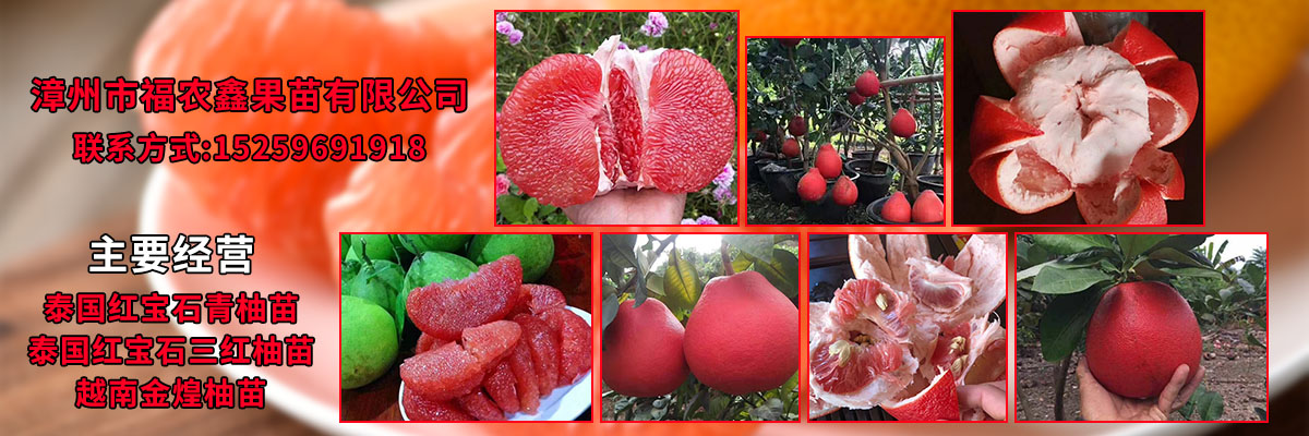 漳州市福农鑫果苗有限公司