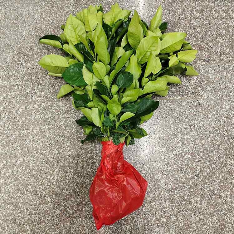 漳州红宝石三红柚苗