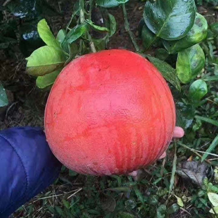 漳州泰国进皇蜜柚苗