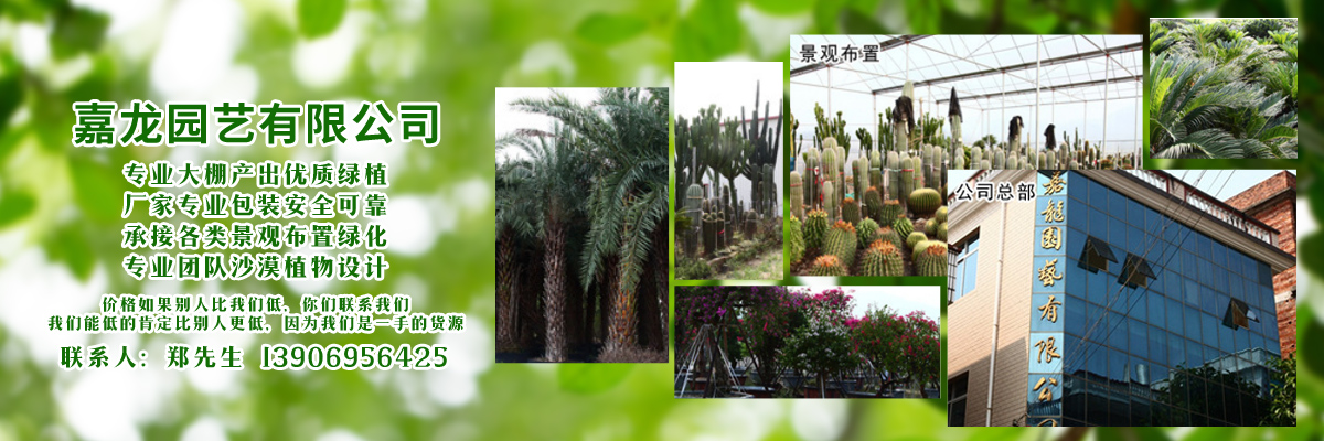 龙海市嘉龙园艺有限公司
