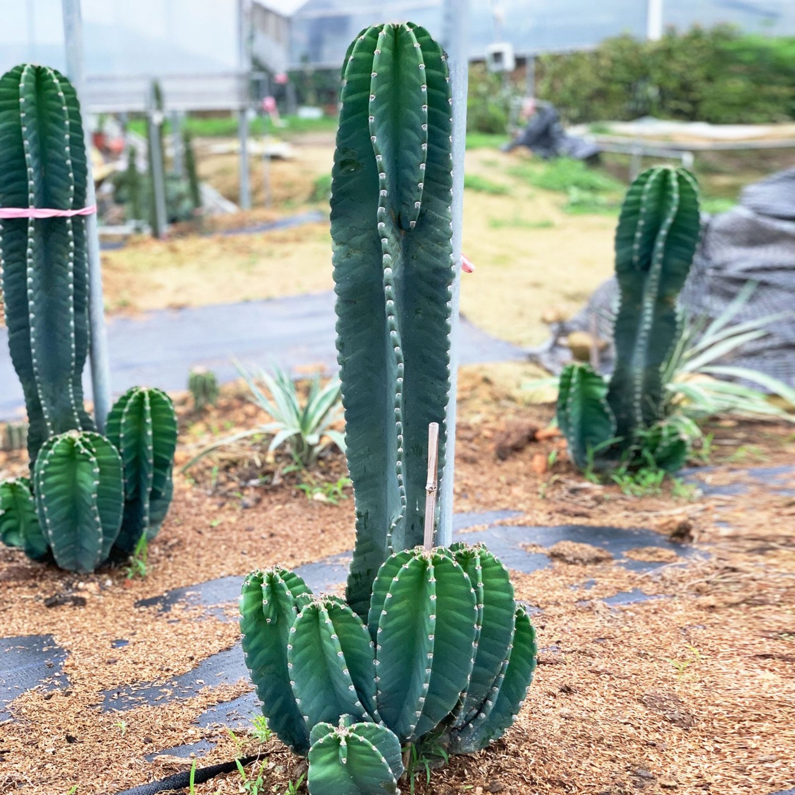 漳州多头仙人柱