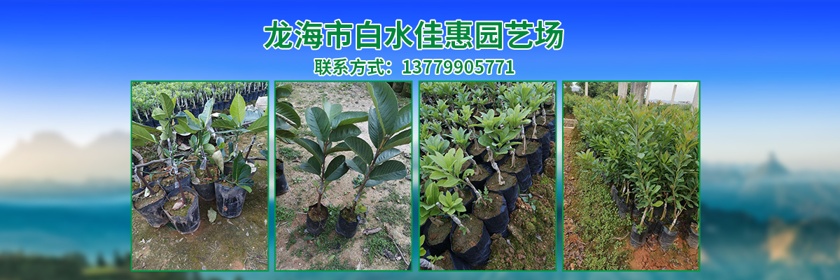 龙海市白水佳惠园艺场