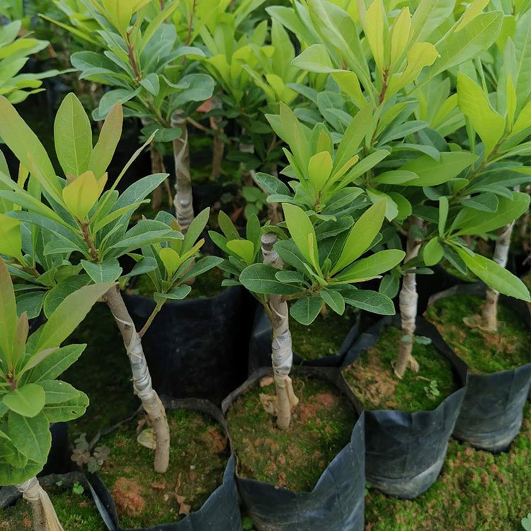 漳州东魁杨梅苗