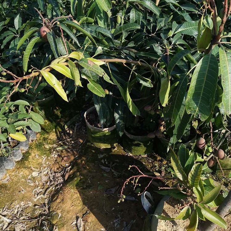 漳州金煌芒果苗