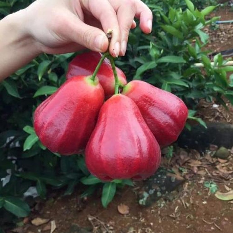 漳州南方水果苗批发