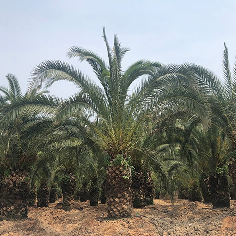 漳州加拿利海枣