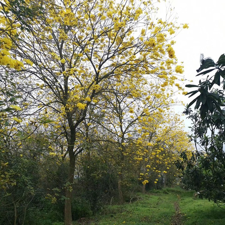 漳州黄花风铃木