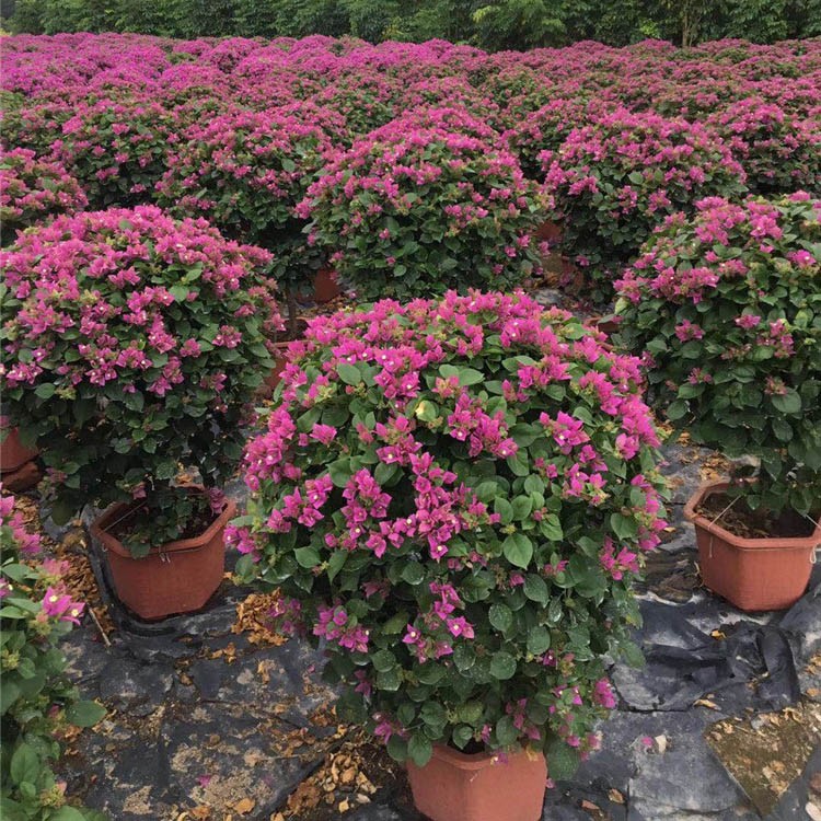 漳州多色三角梅