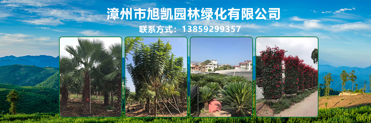 漳州市旭凯园林绿化有限公司
