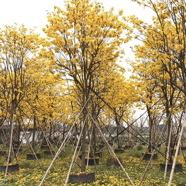 漳州黄花风铃木