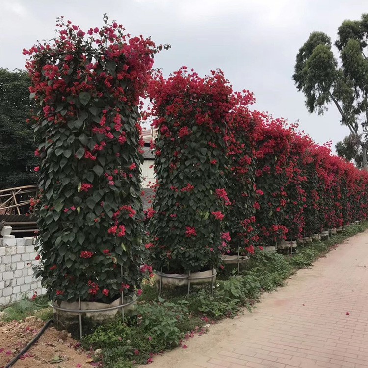 漳州柱形三角梅 