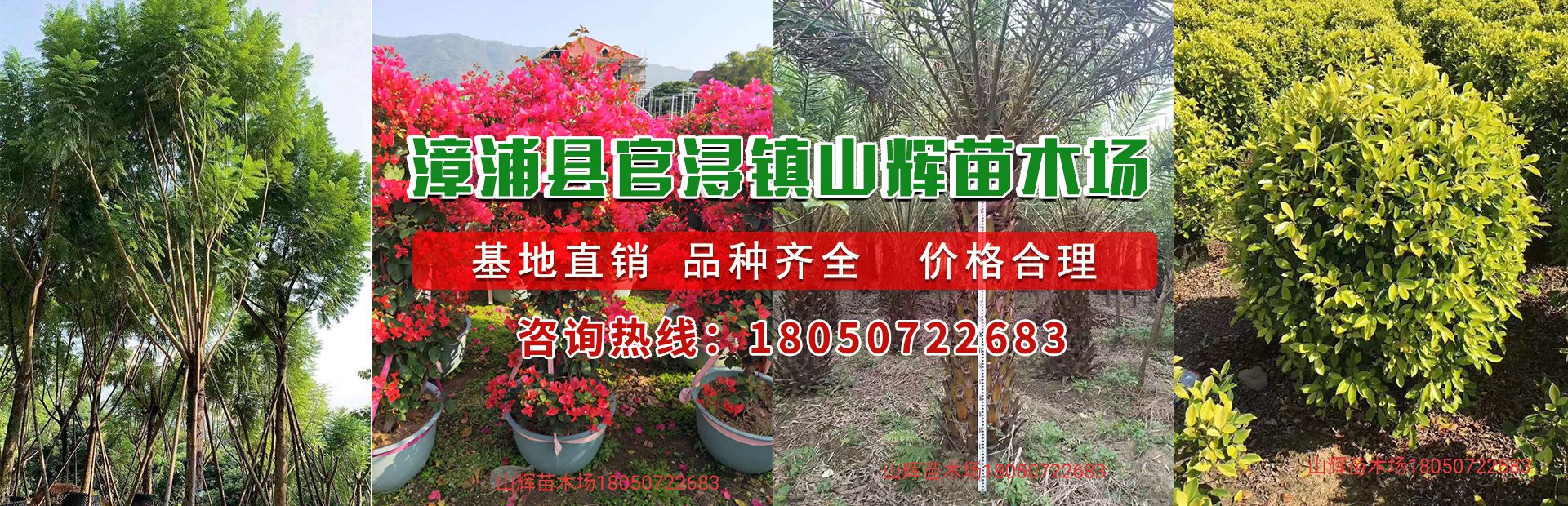 漳浦县官浔镇山辉苗木场