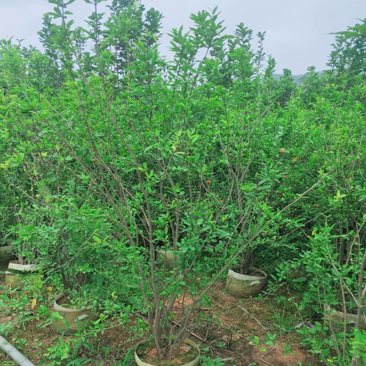 漳州石榴树苗