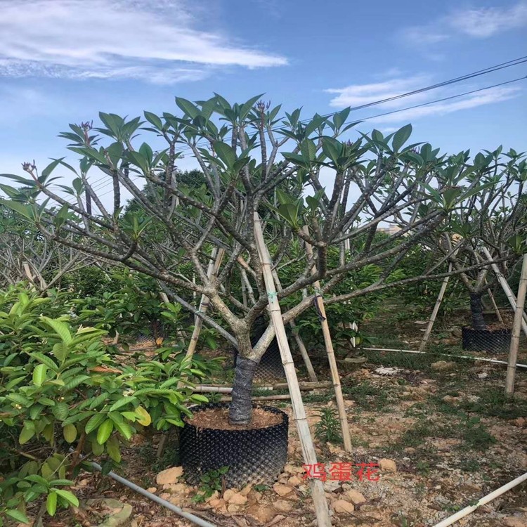 漳州红花鸡蛋花