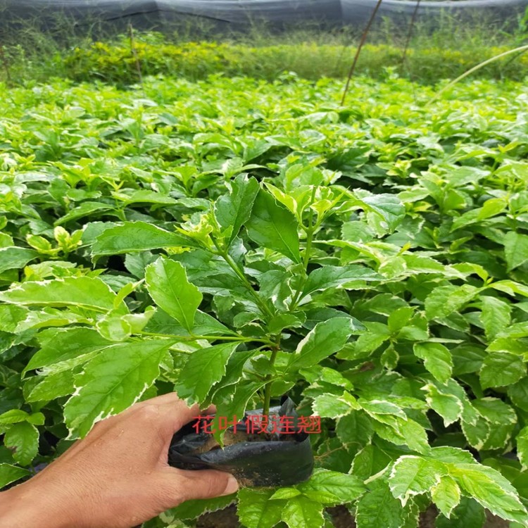 漳州花叶假连翘