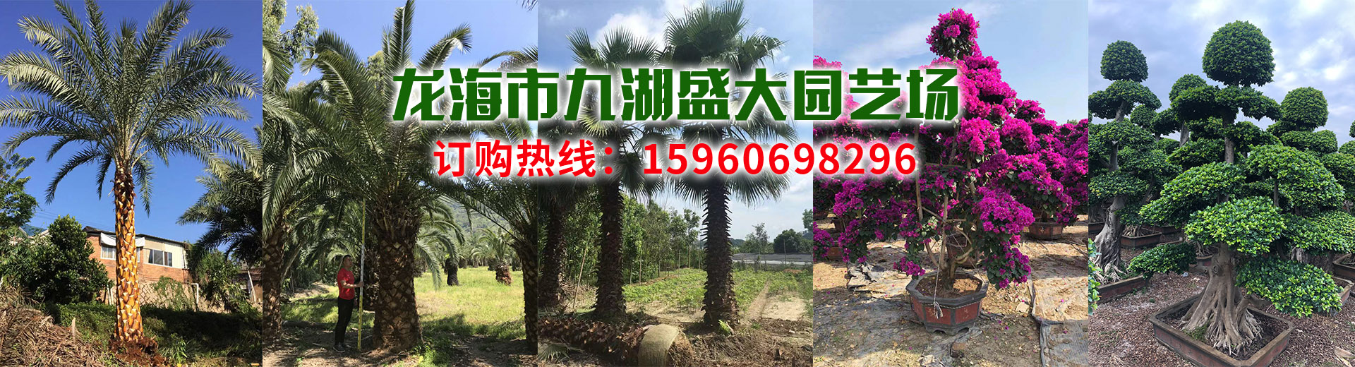 龙海市九湖盛大园艺场