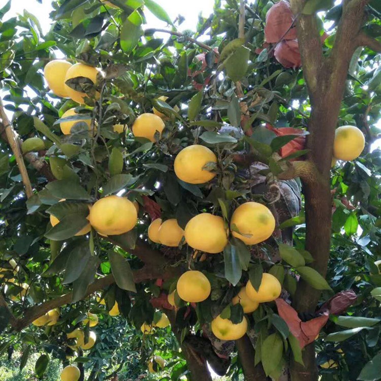 漳州红肉蜜柚苗