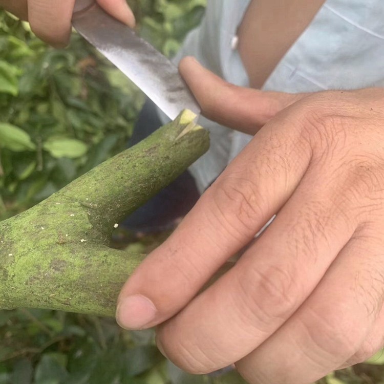 漳州泰国红宝石穗条批发