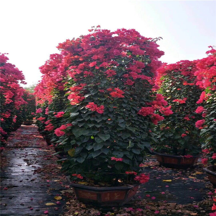 福建漳州红花柱形