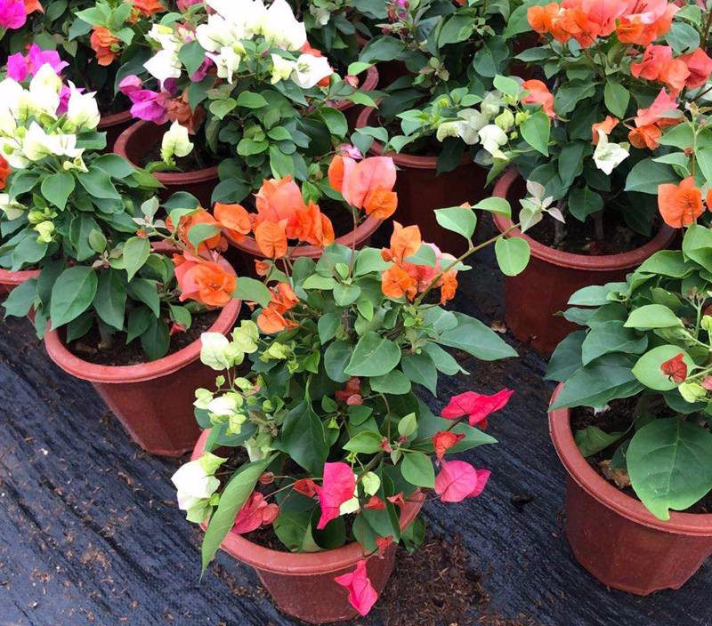 福建漳州三角梅盆苗