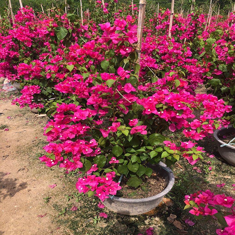 福建漳州三角梅桩景