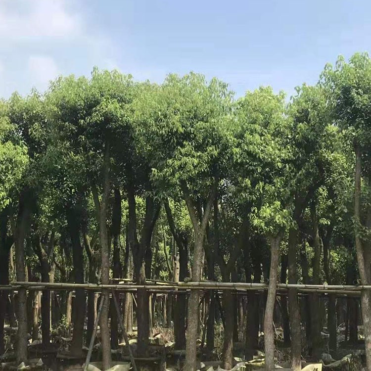 漳州香樟15公分