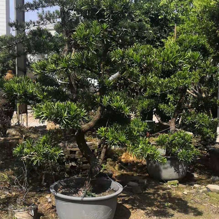 漳州罗汉松地径12公分