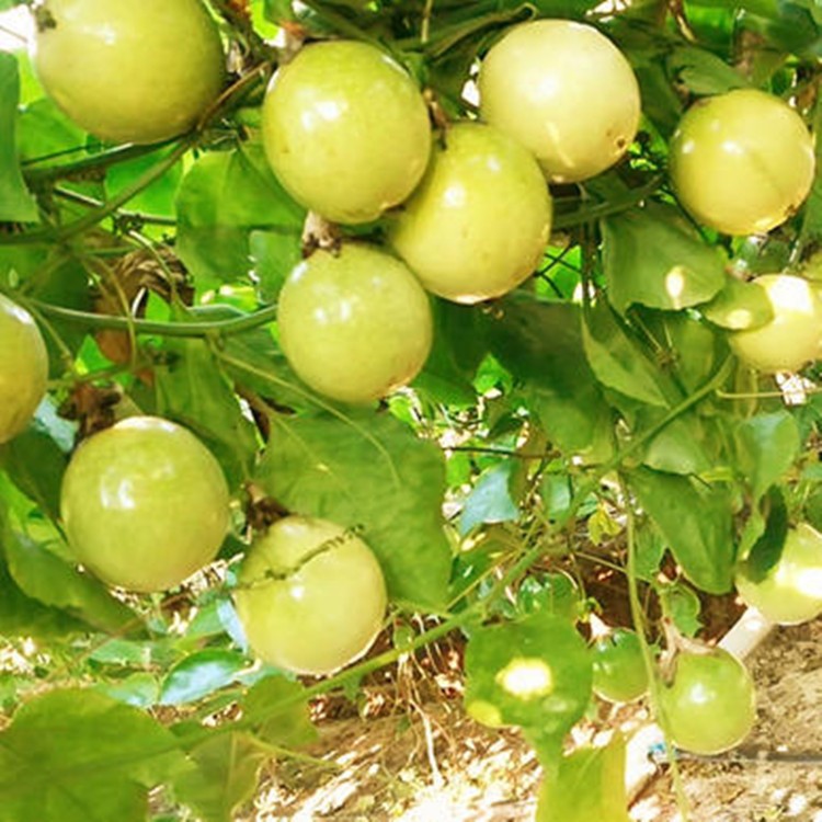 漳州黄金百香果苗批发